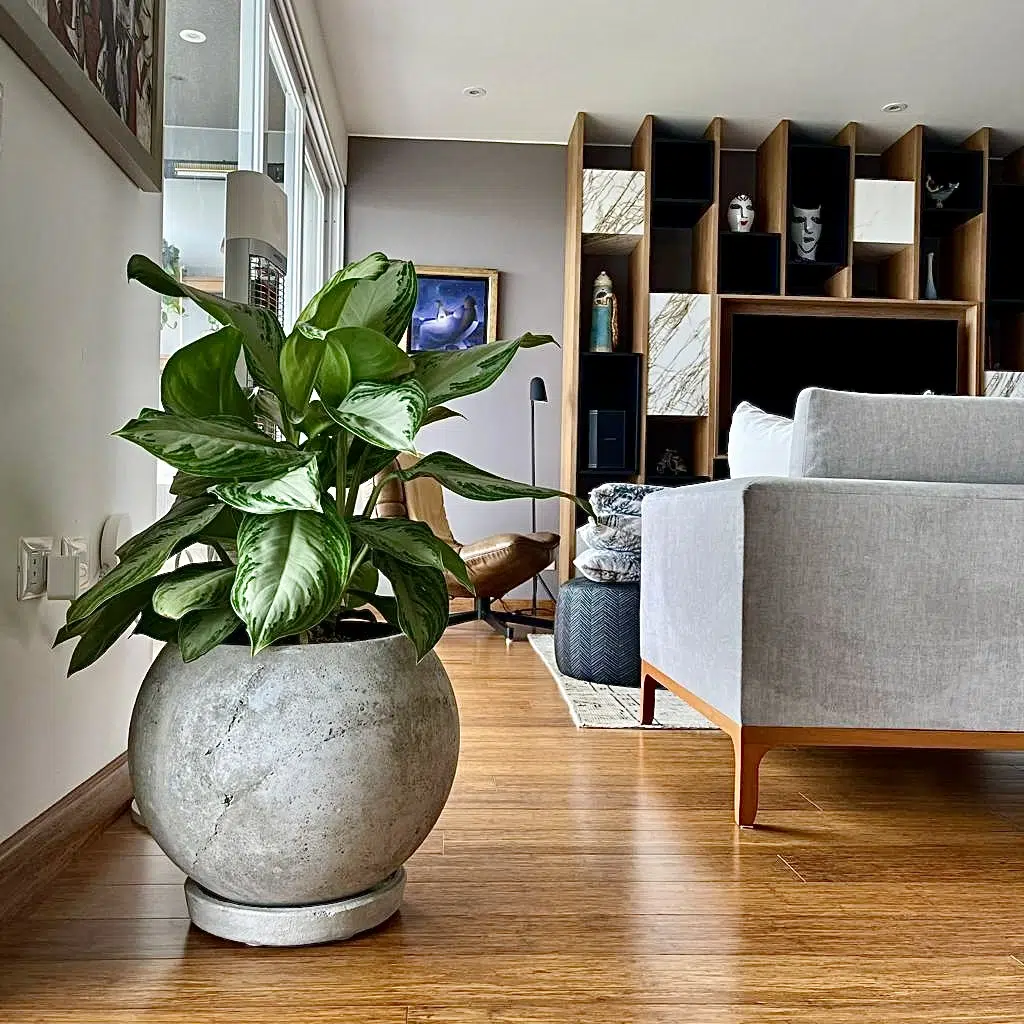 Maceta de concreto Esfera + Planta Aglaonema | 60 cm - Imagen 2
