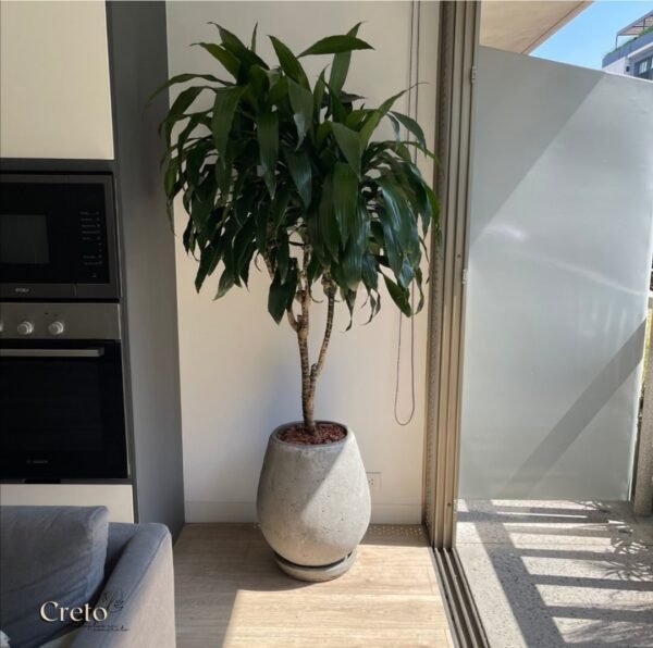 Maceta de concreto Gota + Planta Ficus lyrata | 2 m. - Imagen 3