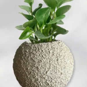 Maceta Esfera texturizada beige + planta | 22 cm