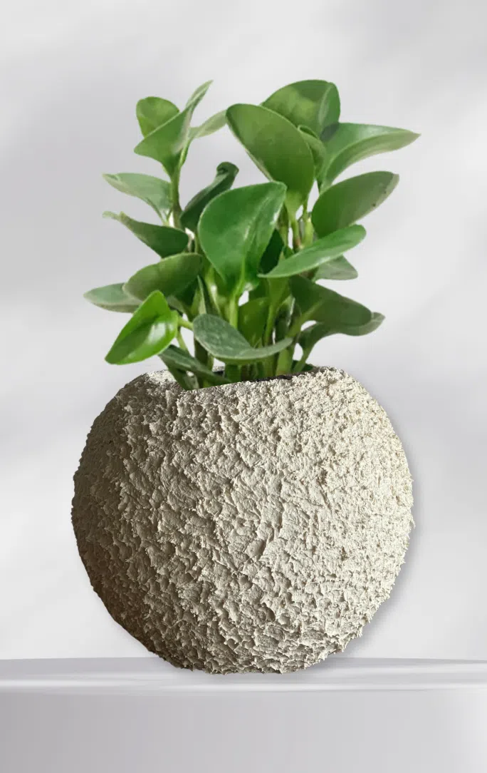 Maceta Esfera texturizada beige + planta | 22 cm