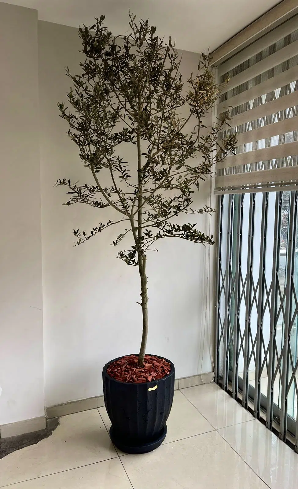 Maceta de concreto Cilindro + Planta Olivo | 2.10 m. - Imagen 4