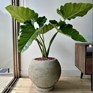 Alternative view of Maceta de concreto Esfera + Planta oreja de elefante | 70 cm