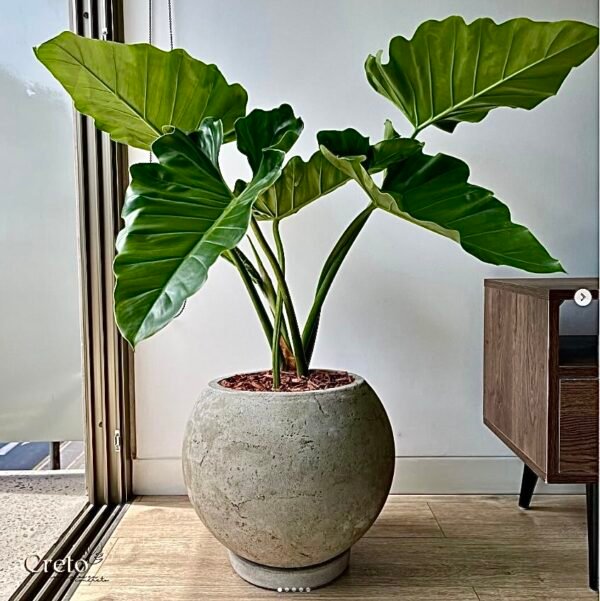 Maceta de concreto Esfera + Planta oreja de elefante | 70 cm - Imagen 2