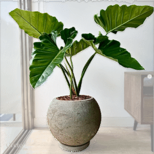 Maceta de concreto Esfera + Planta oreja de elefante | 70 cm