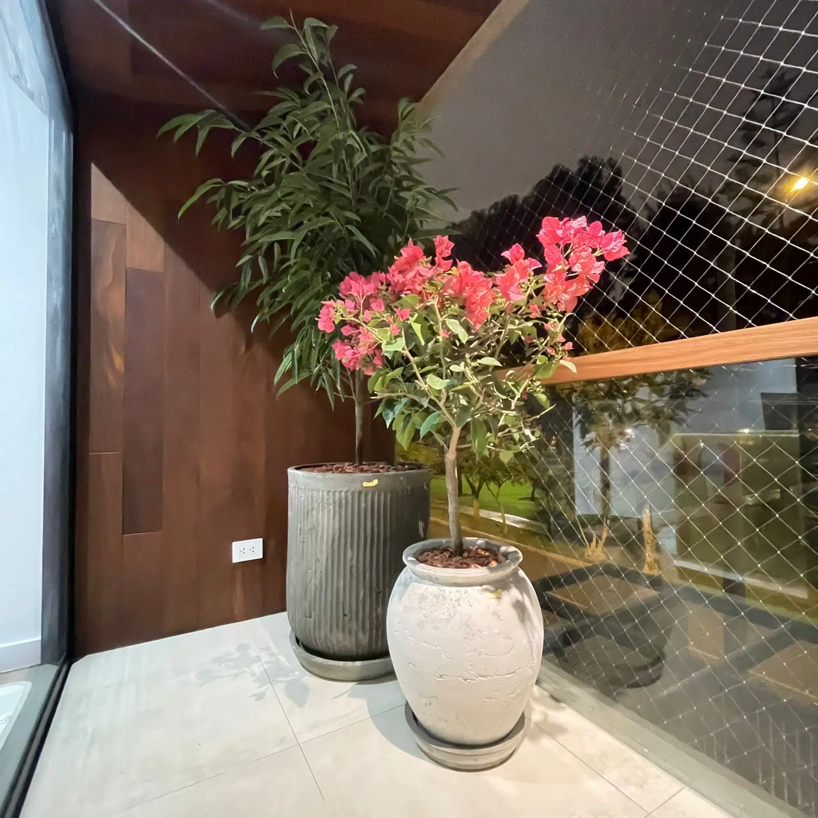 Maceta de concreto Grey + Planta Bugambilia | 1.40 m. - Imagen 3