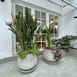 Alternative view of Maceta de concreto Romana + Planta Strelitzia | 1.70 m.