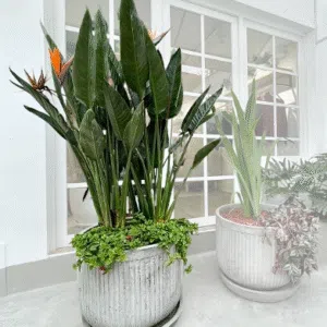 Maceta de concreto Romana + Planta Strelitzia | 1.70 m.