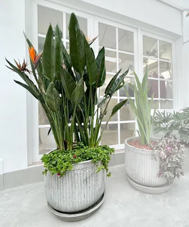 Maceta de concreto Romana + Planta Strelitzia | 1.70 m.