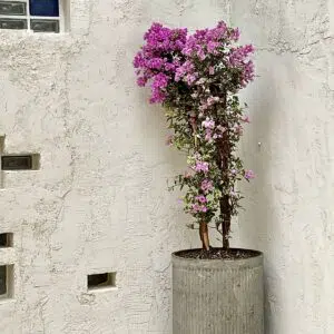 Alternative view of Maceta de concreto Romana XL + Planta Bugambilia | 2 m.
