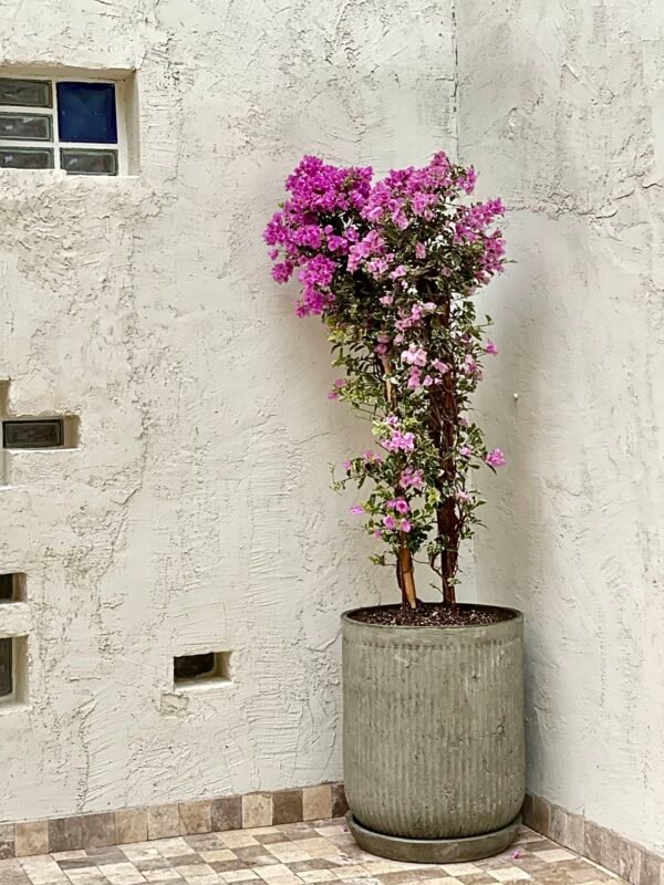 Maceta de concreto Romana XL + Planta Bugambilia | 2 m. - Imagen 2