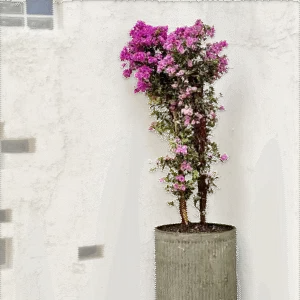 Maceta de concreto Romana XL + Planta Bugambilia | 2 m.