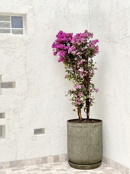 Maceta de concreto Romana XL + Planta Bugambilia | 2 m.