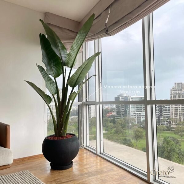 Maceta de concreto Esfera XL + Planta Strelitzia gigante | 2.20 m. - Imagen 4