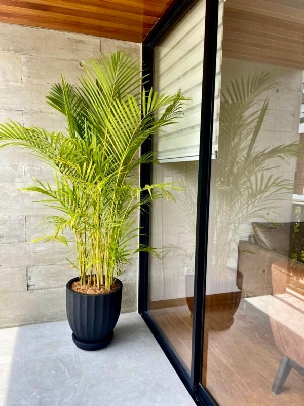 Maceta de concreto Calypso negra + Planta Strelitzia | 1.70 m. - Imagen 7