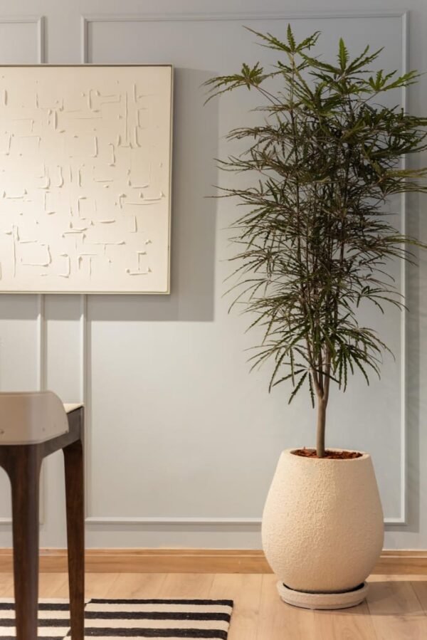 Maceta Gota texturizada beige + Planta Arbolito de la felicidad | 1.80 m. - Imagen 6