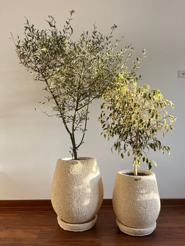 Maceta Gota texturizada beige + Planta Arbolito de la felicidad | 1.80 m. - Imagen 5
