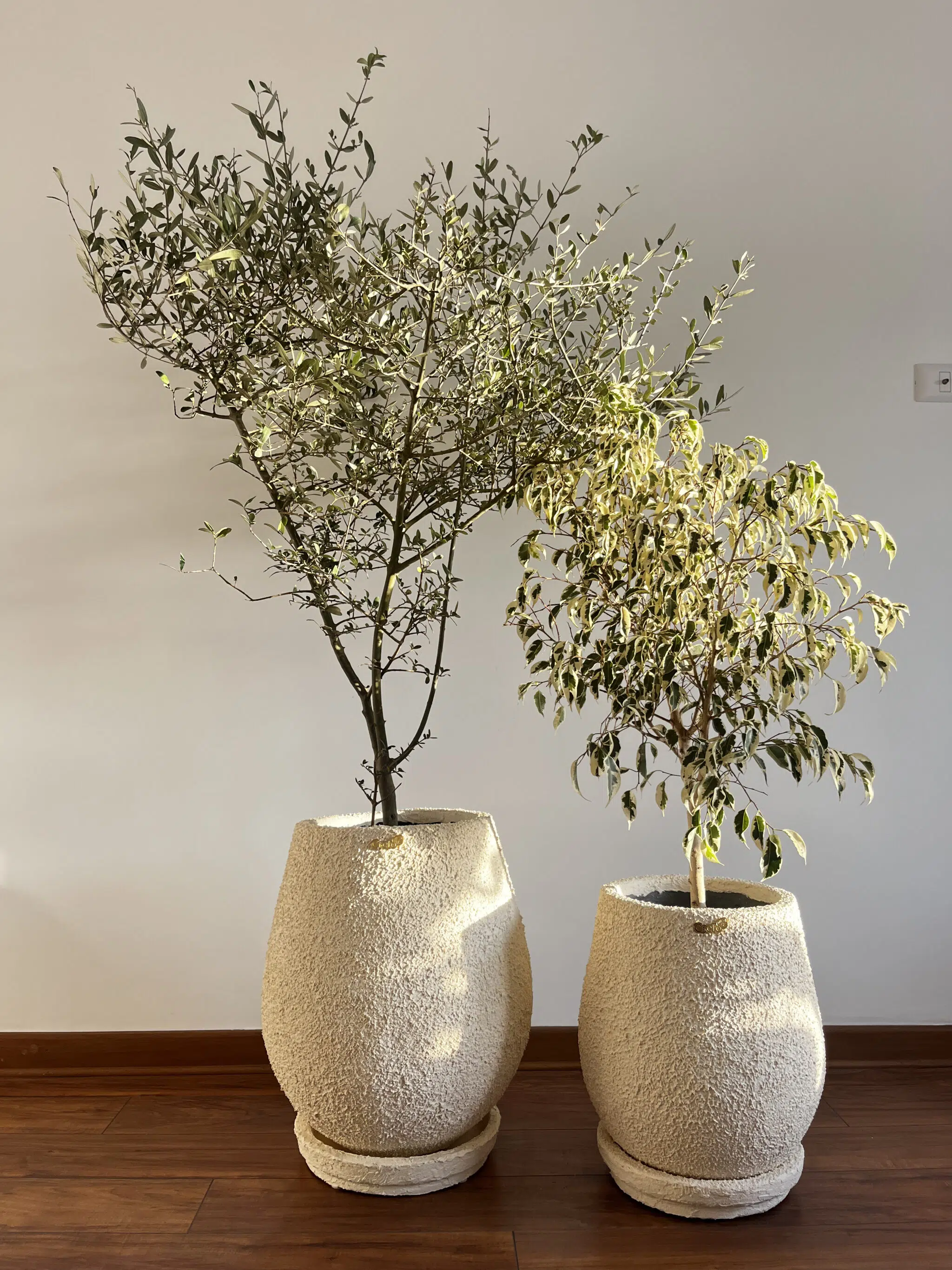 Maceta de concreto Cilindro + Planta Olivo | 2.10 m. - Imagen 5
