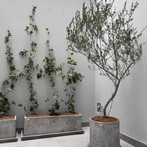 Alternative view of Maceta de concreto Cilindro + Planta Olivo | 2.10 m.