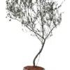Maceta de concreto Cilindro + Planta Olivo | 2.10 m.