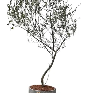 Maceta de concreto Cilindro + Planta Olivo | 2.10 m.