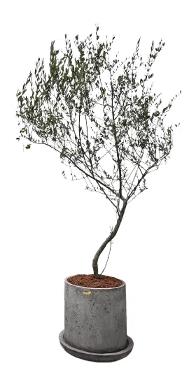 Maceta de concreto Cilindro + Planta Olivo | 2.10 m.