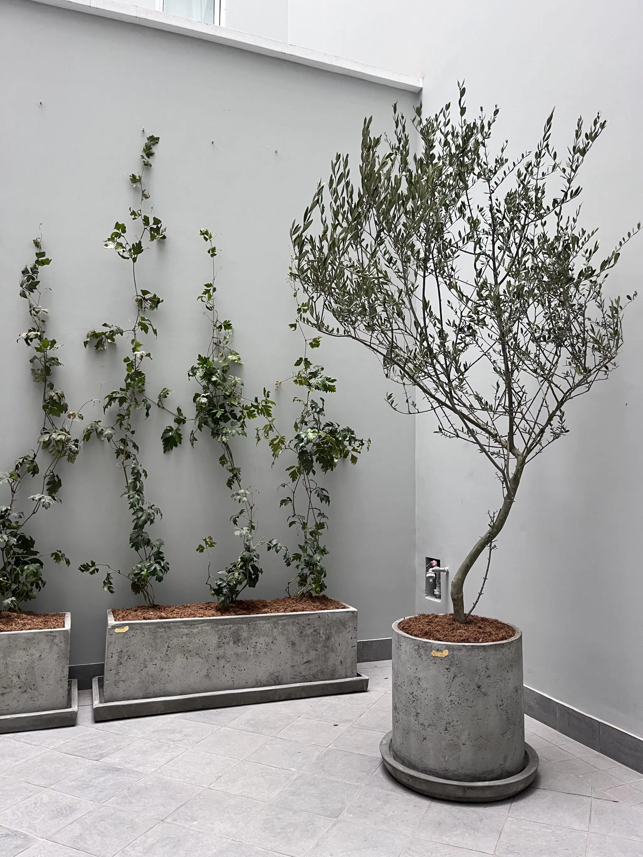 Maceta de concreto Cilindro + Planta Olivo | 2.10 m. - Imagen 2