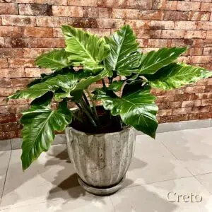 Alternative view of Maceta de concreto Calypso + Planta oreja de elefante | 90 cm