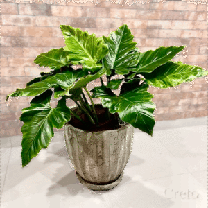 Maceta de concreto Calypso + Planta oreja de elefante | 90 cm