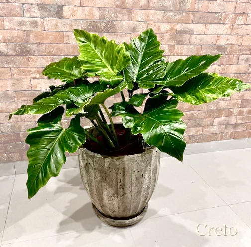 Maceta de concreto Calypso + Planta oreja de elefante | 90 cm