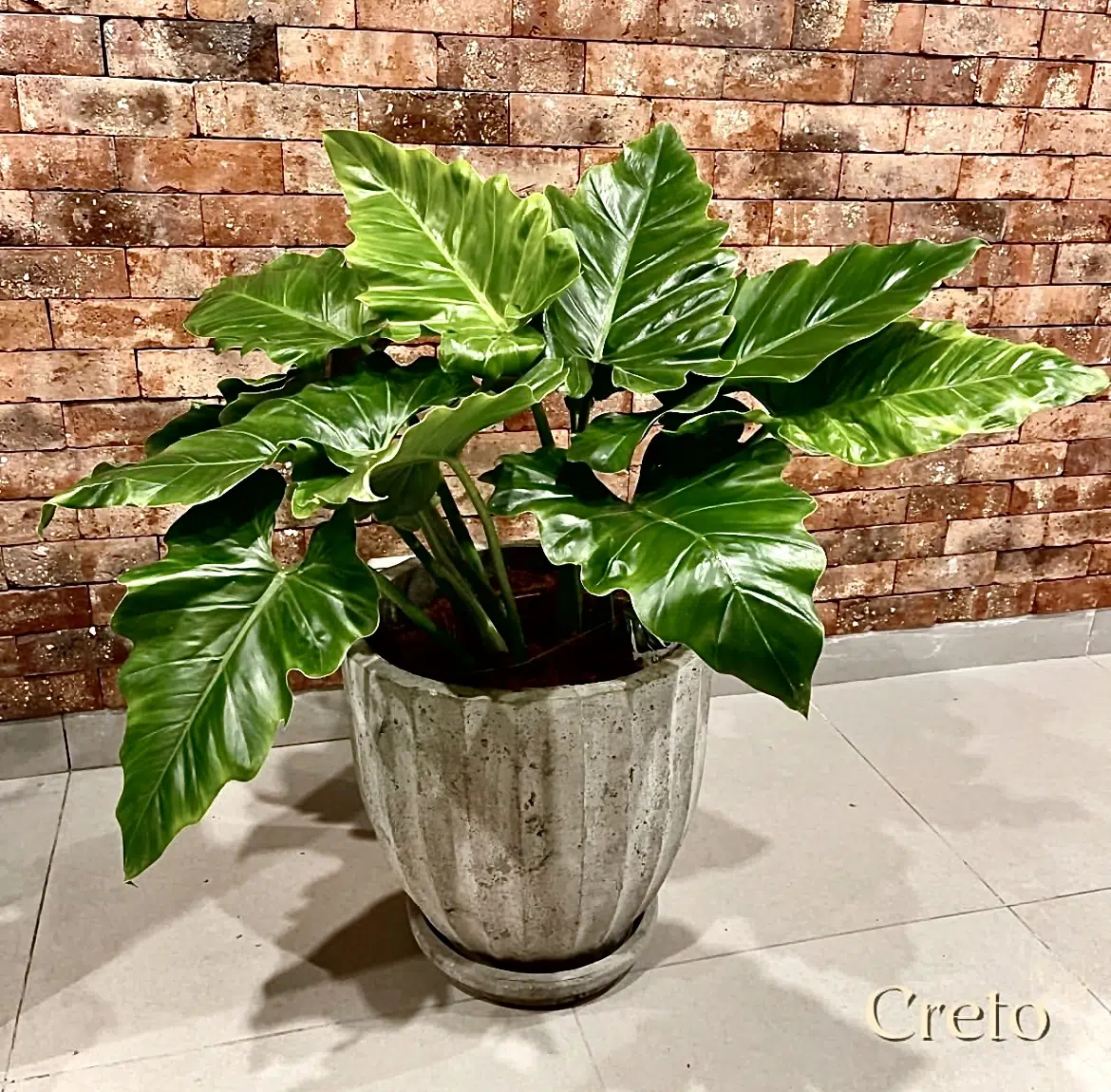 Maceta de concreto Calypso + Planta oreja de elefante | 90 cm - Imagen 2