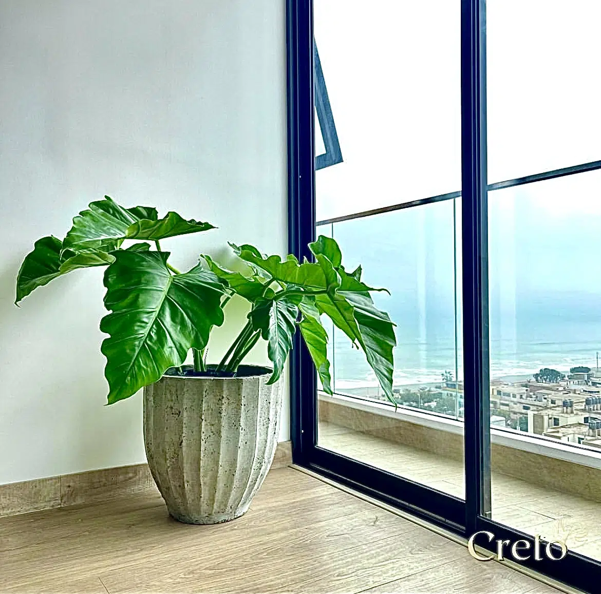 Maceta de concreto Calypso + Planta oreja de elefante | 90 cm - Imagen 5