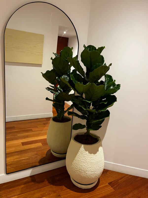 Maceta Gota texturizada beige + Planta Arbolito de la felicidad | 1.80 m. - Imagen 7