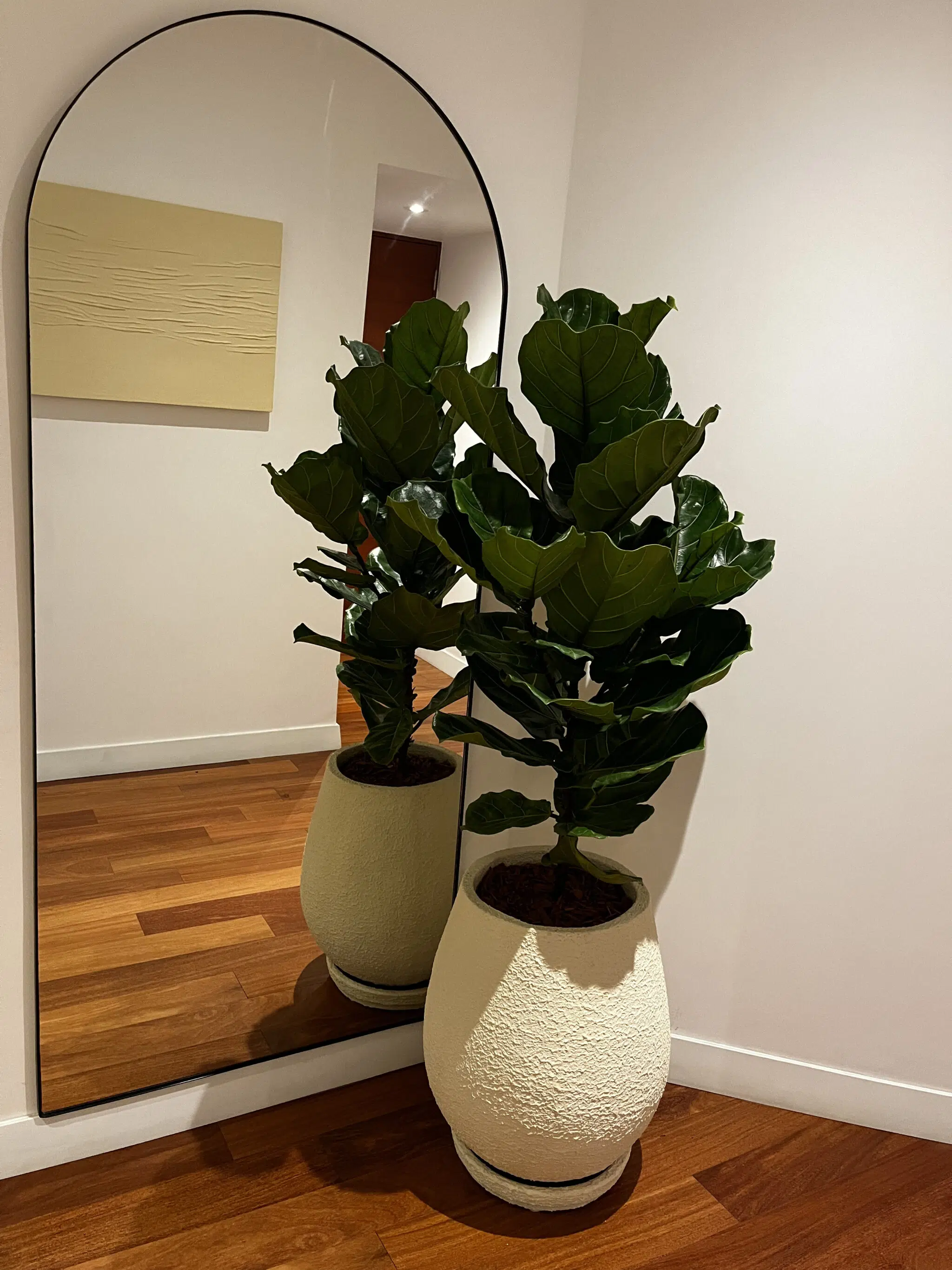 Maceta Gota texturizada beige + Planta Arbolito de la felicidad | 1.80 m. - Imagen 7