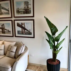Alternative view of Maceta de concreto Calypso negra + Planta Strelitzia | 1.70 m.
