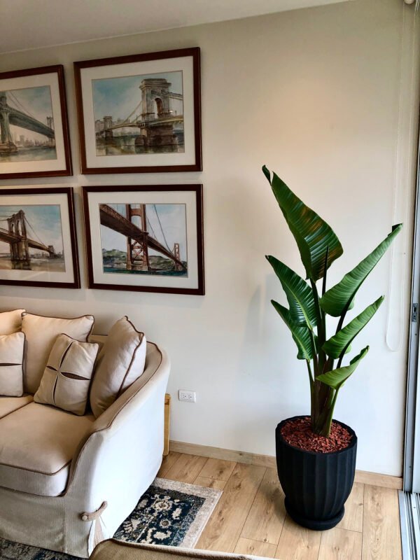 Maceta de concreto Calypso negra + Planta Strelitzia | 1.70 m. - Imagen 2