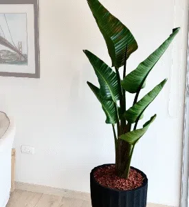 Maceta de concreto Calypso negra + Planta Strelitzia | 1.70 m.