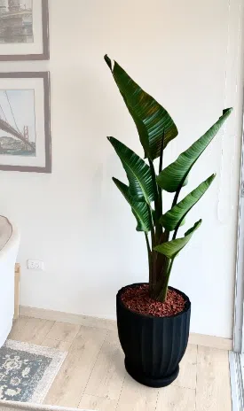 Maceta de concreto Calypso negra + Planta Strelitzia | 1.70 m.