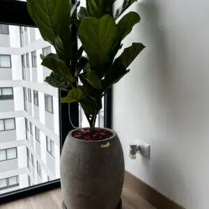 Alternative view of Maceta de concreto Atlanta + Planta Ficus lyrata | 1.20 m.