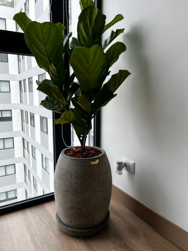 Maceta de concreto Atlanta + Planta Ficus lyrata | 1.20 m. - Imagen 2