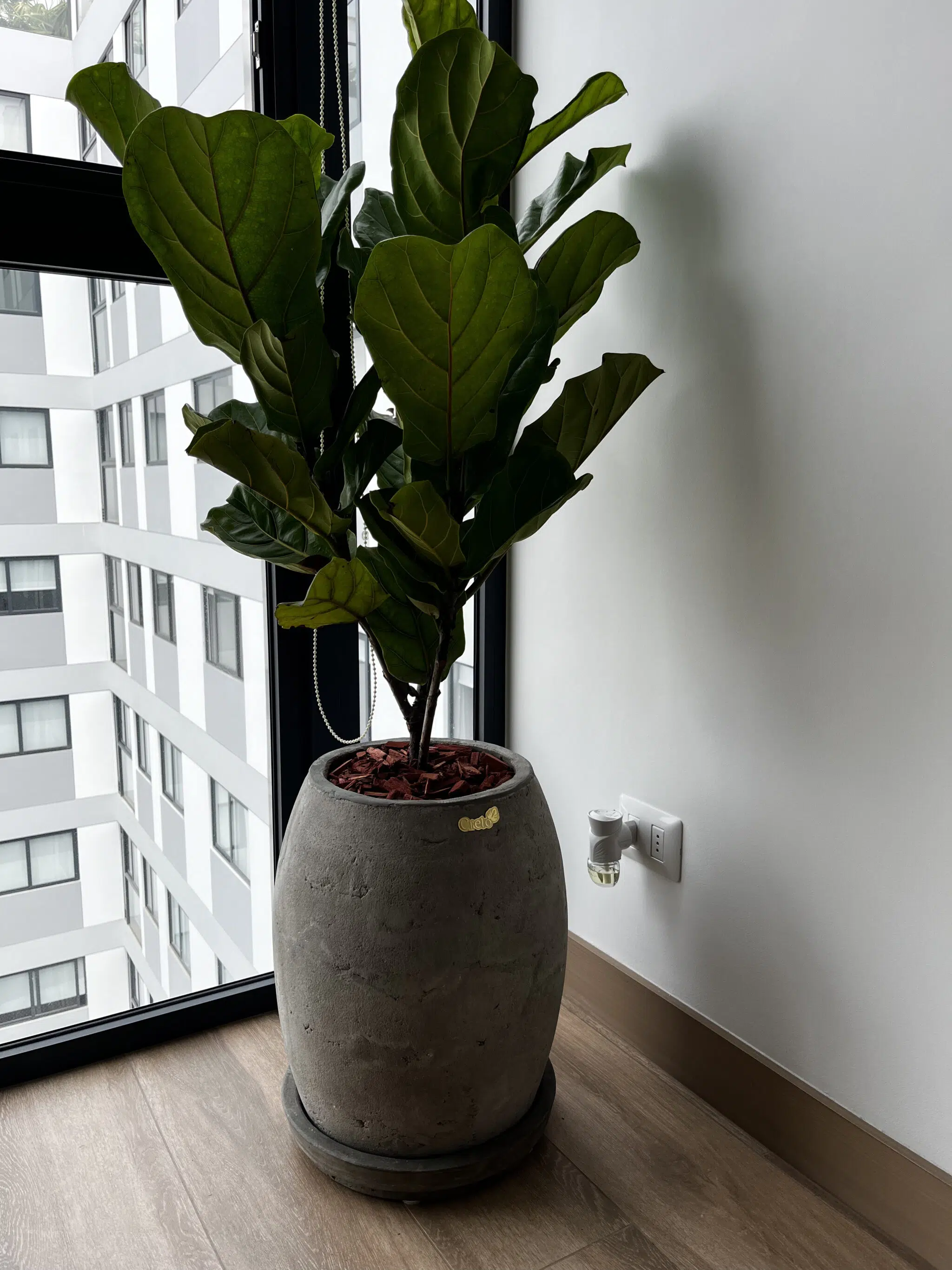 Maceta de concreto Atlanta + Planta Ficus lyrata | 1.20 m. - Imagen 2