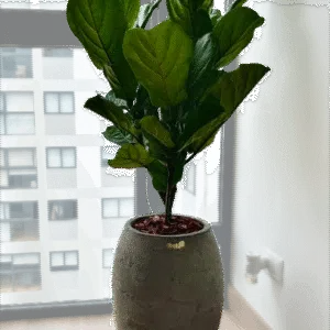 Maceta de concreto Atlanta + Planta Ficus lyrata | 1.20 m.