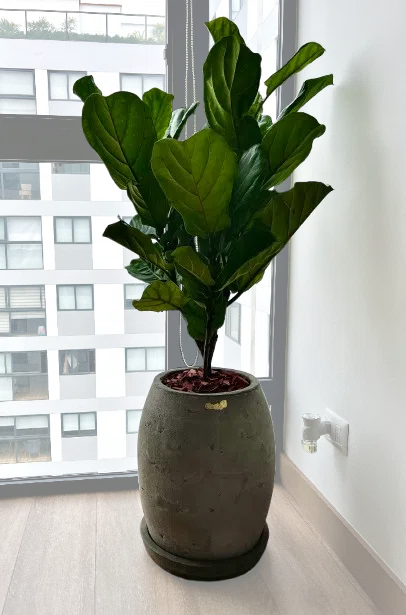 Maceta de concreto Atlanta + Planta Ficus lyrata | 1.20 m.