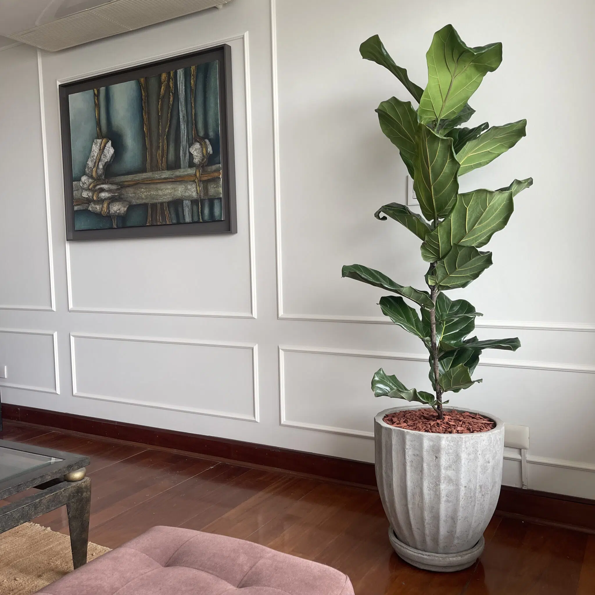 Maceta de concreto Calypso + Planta oreja de elefante | 90 cm - Imagen 4