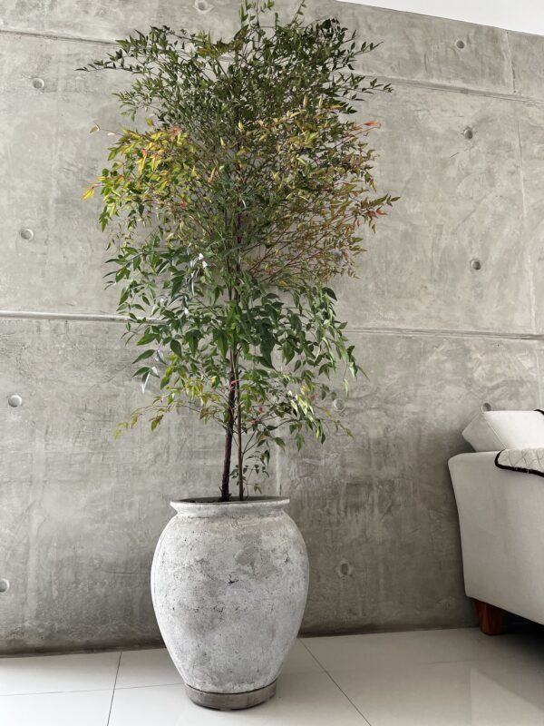 Maceta de concreto Grey + Planta Bugambilia | 1.40 m. - Imagen 5