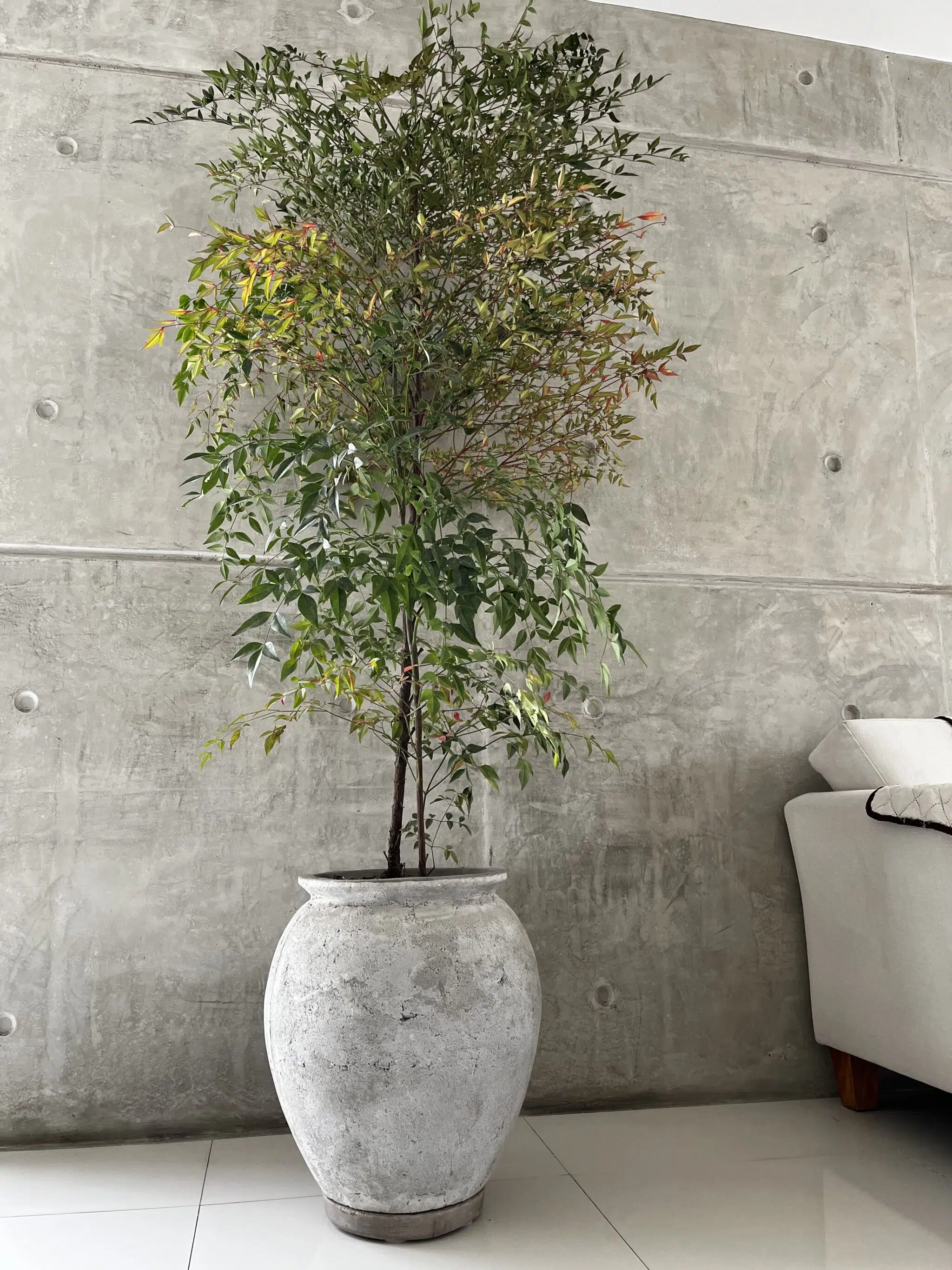 Maceta de concreto Grey + Planta Bugambilia | 1.40 m. - Imagen 5