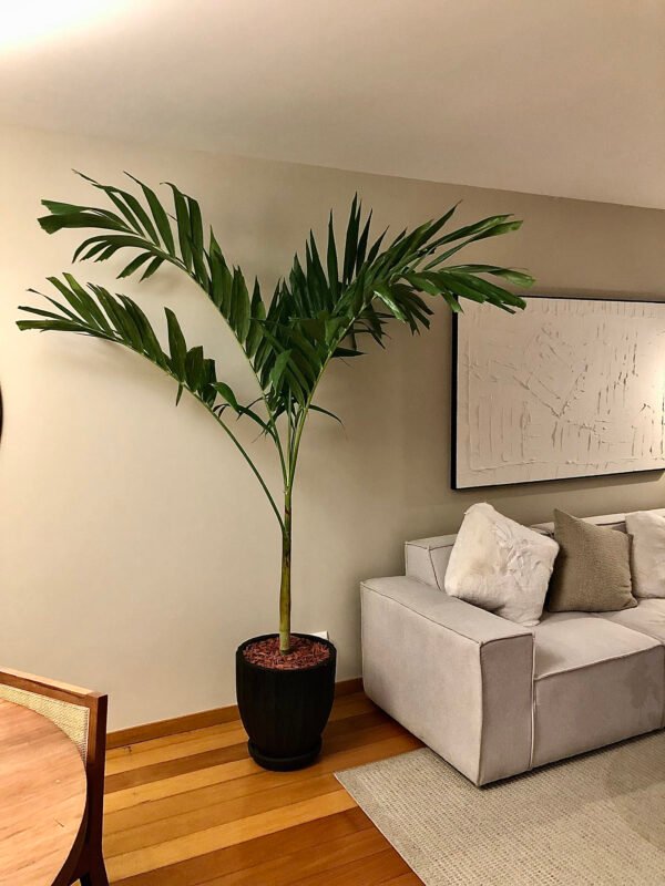 Maceta de concreto Calypso negra + Planta Strelitzia | 1.70 m. - Imagen 5