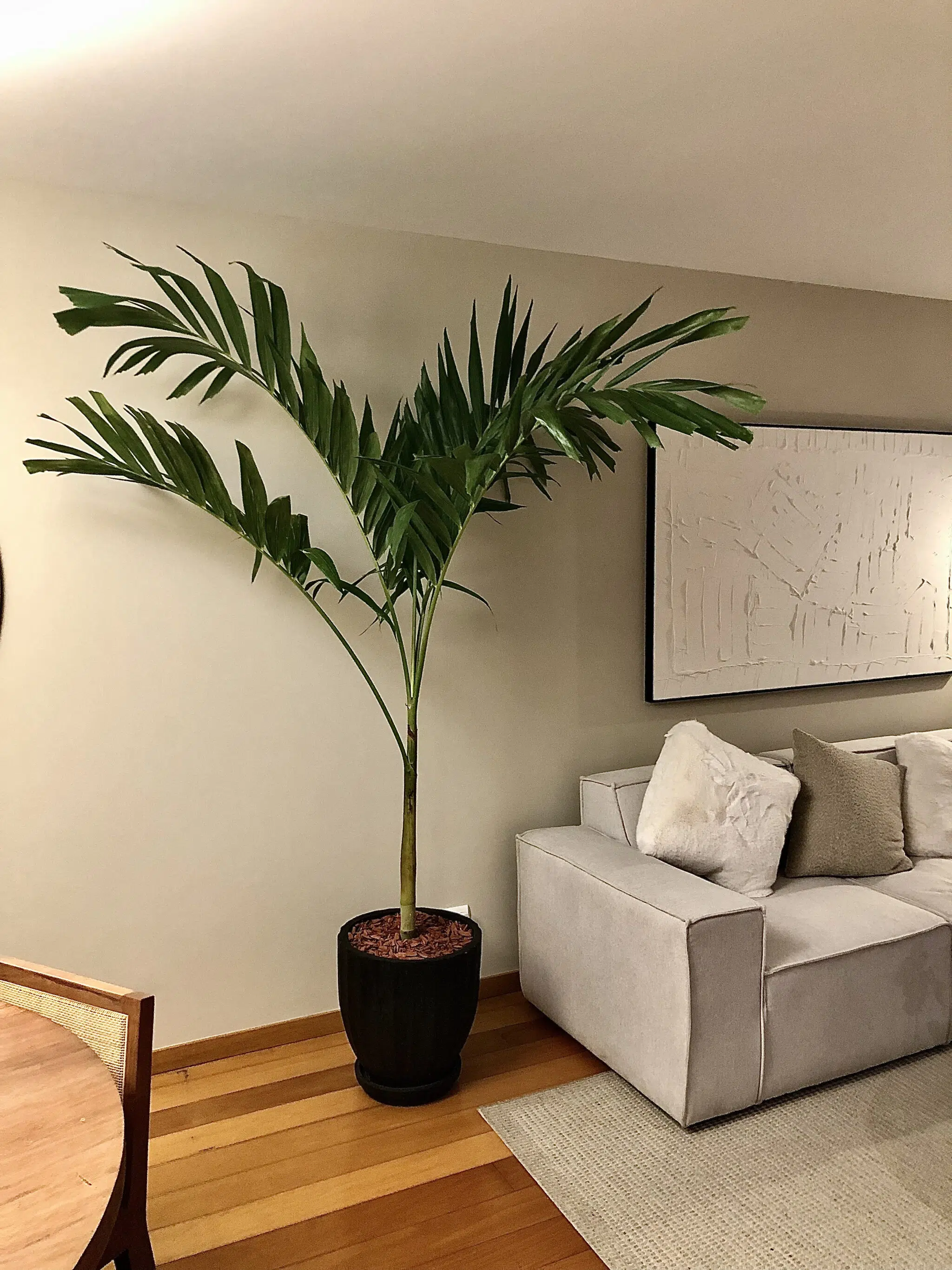 Maceta de concreto Calypso negra + Planta Strelitzia | 1.70 m. - Imagen 5