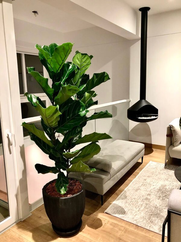 Maceta de concreto Calypso negra + Planta Strelitzia | 1.70 m. - Imagen 4