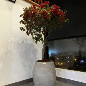 Alternative view of Maceta de concreto Atlanta + Planta Bugambilia | 1.60 m.
