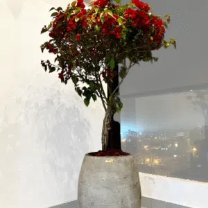 Maceta de concreto Atlanta + Planta Bugambilia | 1.60 m.